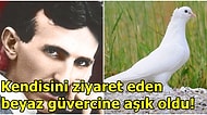 Dâhilikle Delilik Arasında Gidip Gelen Bilim İnsanı Nikola Tesla ve Güvercinlere Olan Aşkı