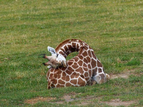 13. Yetişkin zürafalar ayakta uyurlar.