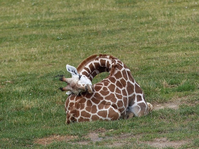 13. Les girafes adultes dorment debout.