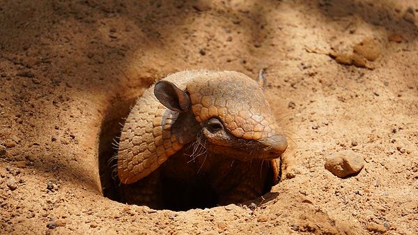 7. Armadilloların dış kabuğu çok güçlüdür.