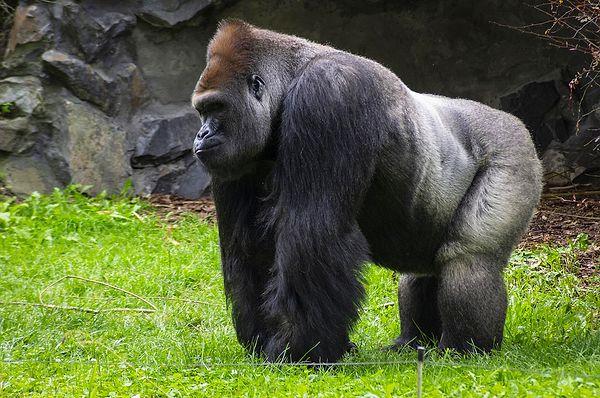 1. Gorillerin penisleri 2.4 inç (6 cm) boyundadır.