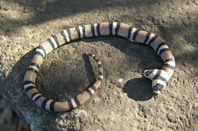 11. Les serpents, comme les humains, peuvent naître en tant que jumeaux siamois.