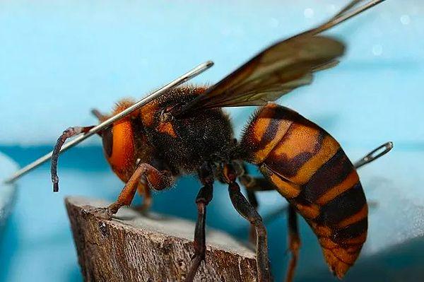 4. Erkek bal arıları penislerinin ucunu çiftleştikten sonra dişinin içinde bırakırlar.