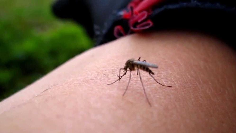 Sivrisinekten Korunmanın Yolları: Sivrisinek Gelmemesi İçin Ne Yapılır?