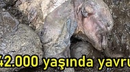 Heyecanlandıran Keşif: Kanada'da Altın Madeninde 42 Bin Yaşında Bozulmamış Bir Yavru Mamut Fosili Bulundu!