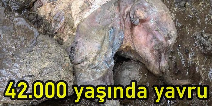 Heyecanlandıran Keşif: Kanada'da Altın Madeninde 42 Bin Yaşında Bozulmamış Bir Yavru Mamut Fosili Bulundu!