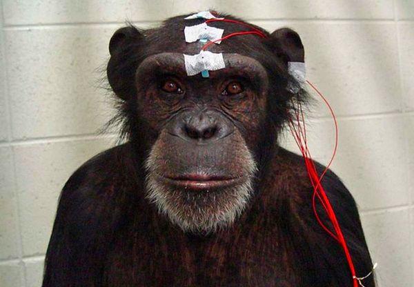 1960'larda ve 1970'lerde bir beyin cerrahı ve sinirbilimci olarak White, maymun beyinlerini bedenlerinin dışında canlı tutmanın bir yolunu icat etti. Ancak pek çok insan artık bu tür uygulamalardan haberdar değil. Neden?