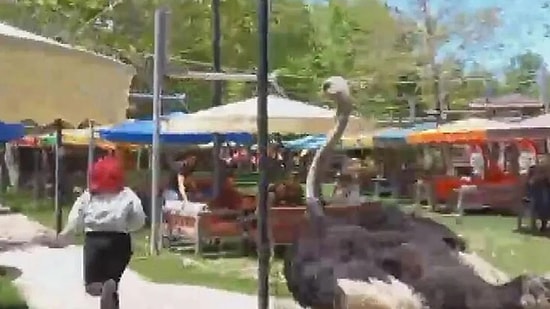 Aksaray'da Barınaktan Kaçan Deve Kuşu Kafedeki Kadını Kovaladı