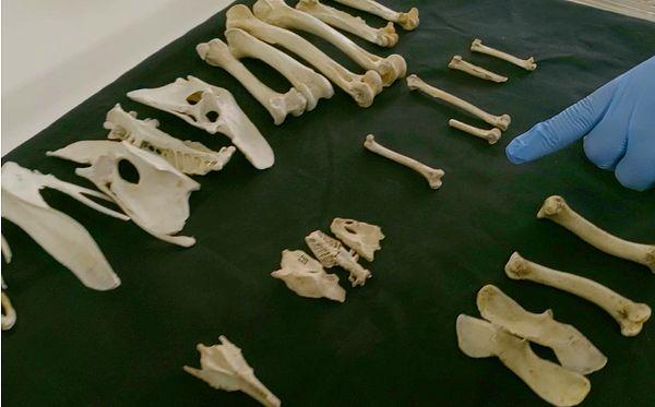Bu çalışmada kullanılan bazı kemikler eski bir insan mezarında bulundu.