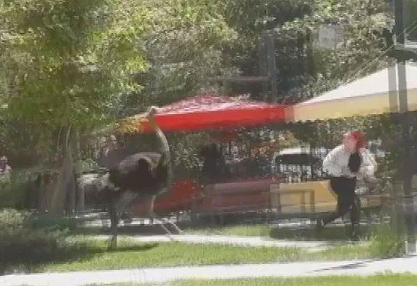 3. Aksaray'da Kültür Parkı'nda tutulan bir deve kuşu, kafesinin açık bırakılmasının ardından kaçarak kafedeki bir müşteriyi kovalamaya başladı.