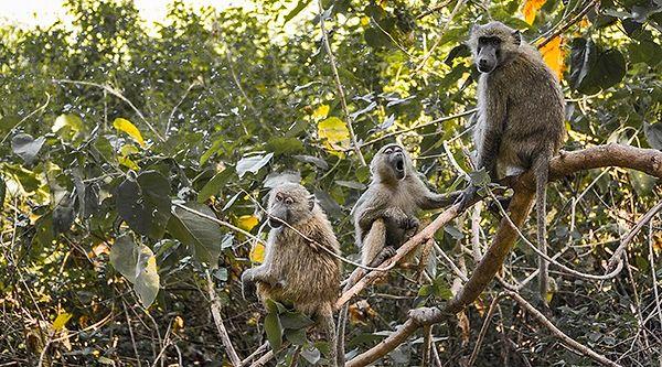 12. Tanzanya'daki bir köyde maymunlar, bebeğini emziren anneden çocuğunu çalmaları sonucunda maymınlar ve köylüler arasında bir arbede yaşandı. Bebek, maymunlardan kurtarılmaya çalışılırken arbede sonucunda hayatını kaybetti.