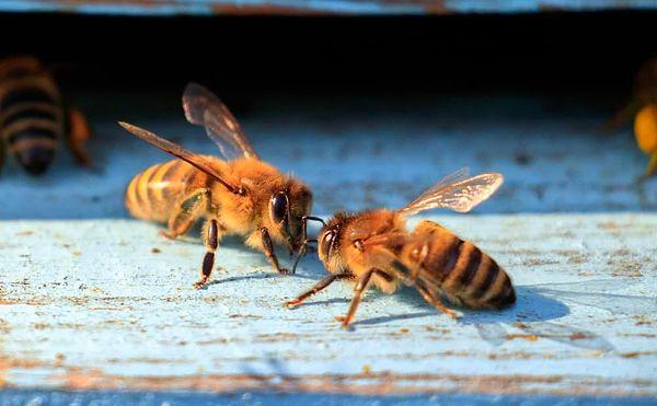 Öncelikle bal arıları da diğer tüm hayvan ve böcek türleri gibi bir boşaltım sistemine sahipler ve düzenli olarak kaka yapıyorlar.