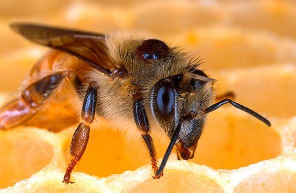 Bal arıları nereye kaka yapıyorlar dersiniz? Yetişkin bal arıları oldukça temiz ve titiz oldukları için kakalarını kovanın dışına yapıyorlar.