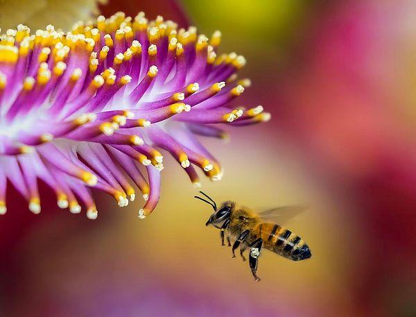 Ayrıca kış mevsiminde dışarıya çıkmak için uzun süre bekleyen arılar, vücutlarında çok fazla dışkı biriktiği için ishal olabiliyorlar.