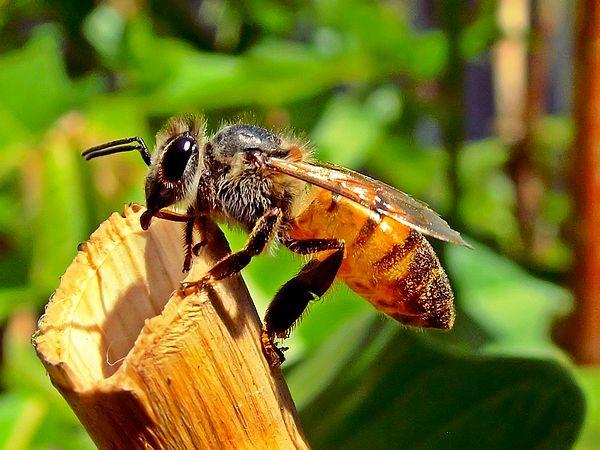Son olarak arıların kakası hakkında bir de ilginç bilgi verelim: Ortalama ömürleri 1 buçuk ay olan bal arılarının dışkılarından hangi çiçekleri gezdikleri ve sağlık durumları anlaşılabiliyor.