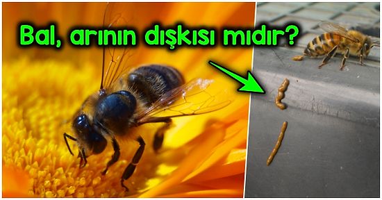 Kraliçe Arı Kendi Dışkısını Temizlemiyor! Bal Arıları Nasıl Kaka Yapıyor?