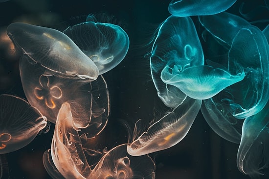 Orhan Veli Kanık-Düşüncelerimin Başucunda Şiiri