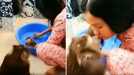 Yenidoğan Yavrusunu Yıkayan Kadına Sevgi ve Minnet Gösteren Maymunun İçinizi Isıtacak Görüntüleri