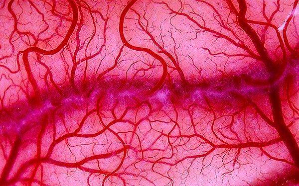 3. İnsan vücudunda yaklaşık 96 bin 560 kilometre uzunluğunda damar olduğu düşünüyor.