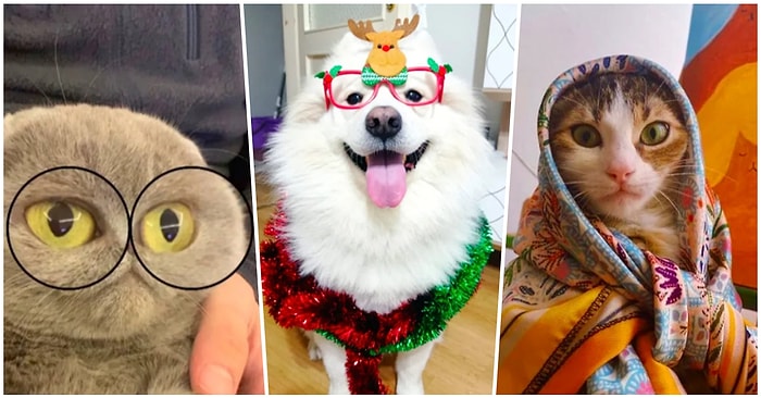 Bünyeye Biraz Pozitif Basalım! Evcil Hayvanlarının En Sevimli Fotoğraflarıyla İçimizi Isıtan Kullanıcılar