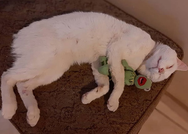 Таня решила изменить жизнь котейки к лучшему и приютила его