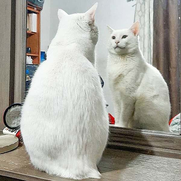 Таня завела аккаунт в Instagram, документируя их путешествие и делясь своей невероятной историей. На момент написания статьи у них  было 26,8 тыс. подписчиков, которые наслаждаются сказочным котом и его приключениями. Она назвала кота Конехо, что означает "Кролик", в знак уважения к отсутствующему у него хвосту.