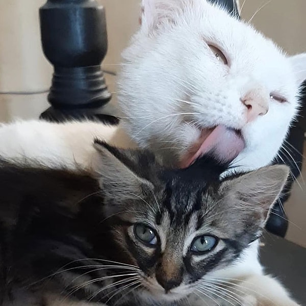 Теперь кот наслаждается днями, проведенными в его новом доме с другим котенком по имени Зулема и всеми лакомствами, которые он только мог себе представить. По-настоящему счастливый кот и счастливое начало новой главы в его жизни, и все это благодаря Тане.