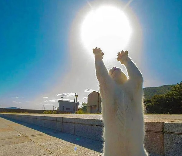 Мы желаем Кролику и Тане всего наилучшего и уверены, что этот котик на пути к завоеванию мира
