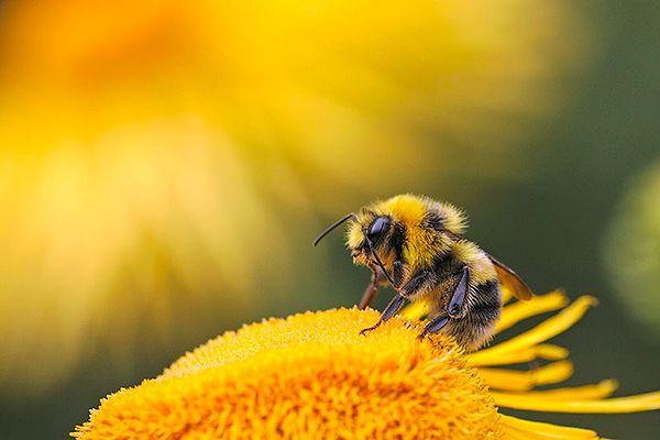 3. Arılar güzel çiçeği yakınlardaki arkadaşlarına dans ederek haber verir.