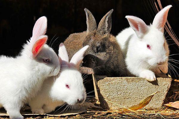 8. Japonya'da sadece tavşanların yaşadığı bir ada bulunmaktadır.