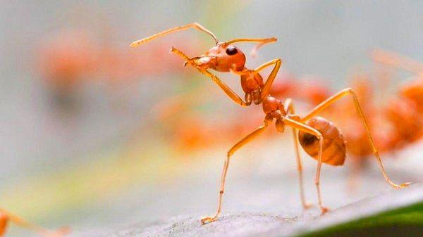 10. Karıncalar 2 hafta boyunca suyun altında yaşamını sürdürebilirler.
