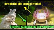 Hayvanlar Hakkında Muhtemelen Daha Önce Duymadığınız Öğrenince 'Yok Artık' Dedirtecek 25 İlginç Gerçek