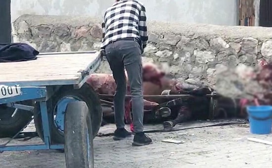 Ardahan'da Yasaklı Irk Köpek, Ata Saldırdı: Arabaya Bağlı At Kanlar İçinde Yerde Kaldı