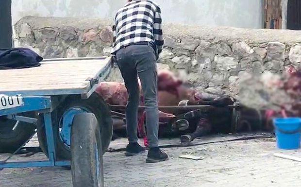 Ardahan'da Yasaklı Irk Köpek, Ata Saldırdı: Arabaya Bağlı At Kanlar İçinde Yerde Kaldı