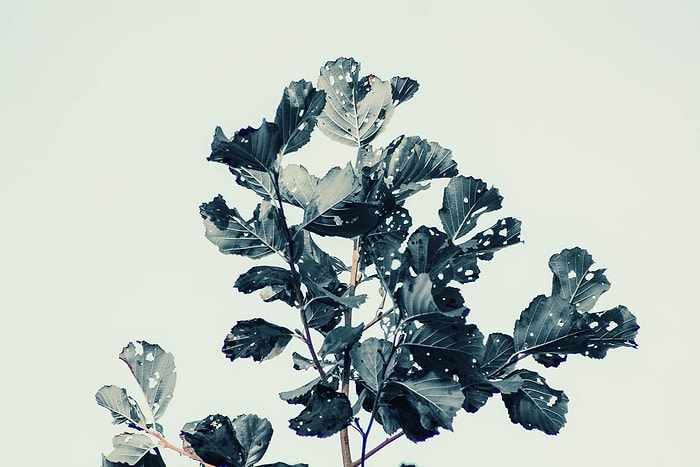 Yahya Kemal Beyatlı Şiirleri: Âheste Çek Kürekleri