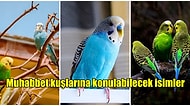 Muhabbet Kuşlarına Koymak İçin İdeal Olan Birbirinden Farklı ve Güzel İsim Önerileri