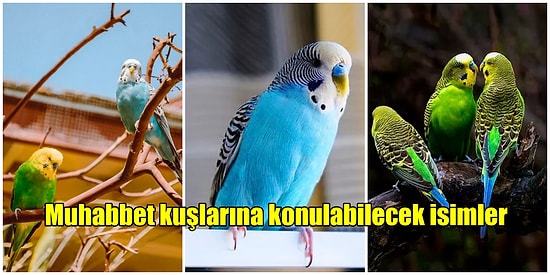 Muhabbet Kuşlarına Koymak İçin İdeal Olan Birbirinden Farklı ve Güzel İsim Önerileri