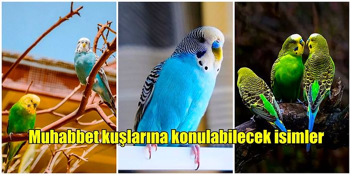 Muhabbet Kuşlarına Koymak İçin İdeal Olan Birbirinden Farklı ve Güzel İsim Önerileri