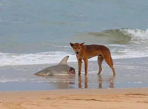 8. Karaya vuran bir köpek balığının parçasını yiyen yaban köpeği: