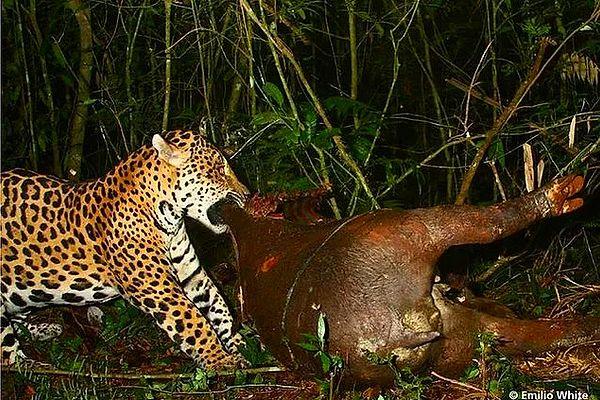13. Tapir avlayan ürpetici bir jaguar: