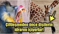 Doğanın Vahşi Yüzünü Bizlere Gösterirken Hepimizin İrkilmesine Neden Olan Birbirinden Ürkütücü 15 Fotoğraf