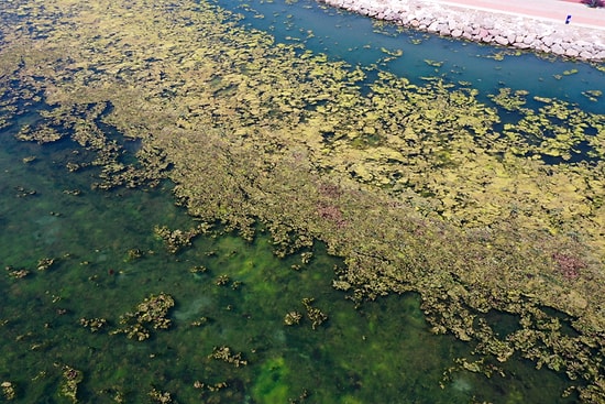 İzmir Kıyılarında Yosun İstilası 🌿