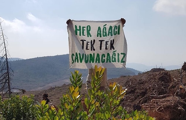 3.5 milyon ağaç kesilecekti