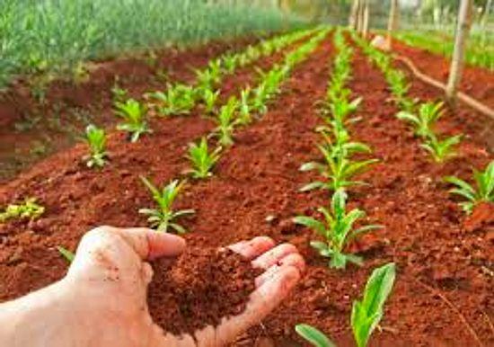Toprak Bilimi ve Bitki Besleme 2022 Taban Puanları ve Başarı Sıralaması (4 Yıllık)