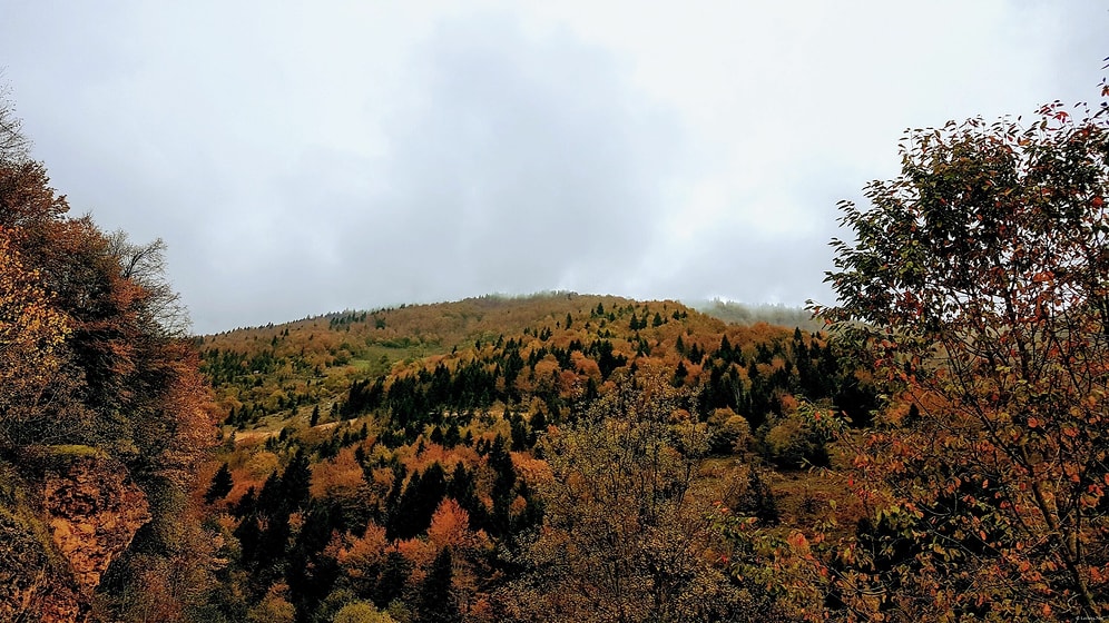 Orman Mühendisliği 2022 Taban Puanları ve Başarı Sıralaması (4 Yıllık)
