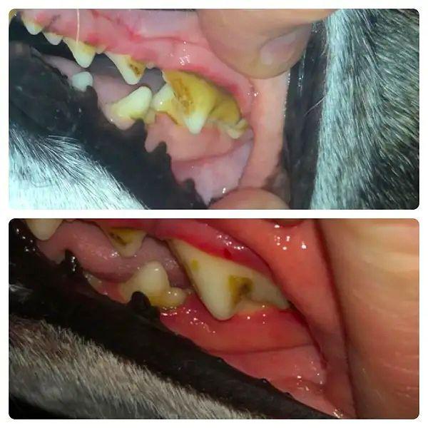 9. Köpeklerin diş sağlığını korumak için diş macunu...