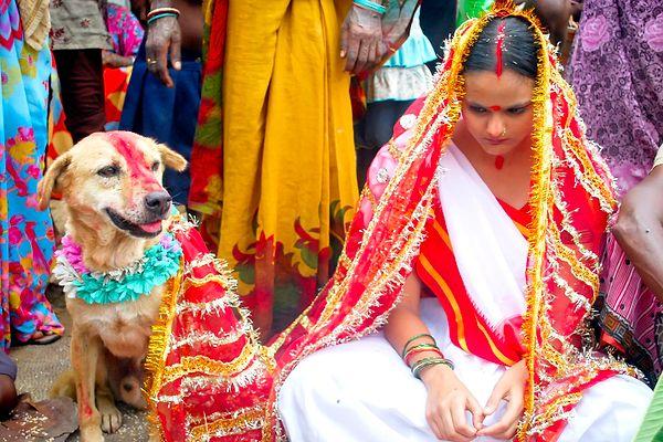 8. Çoğu ülkede hayvan - insan evliliği yasal sayılmaz, ancak Hindistan'da kötü ruhları kovmak için yapılıyor...