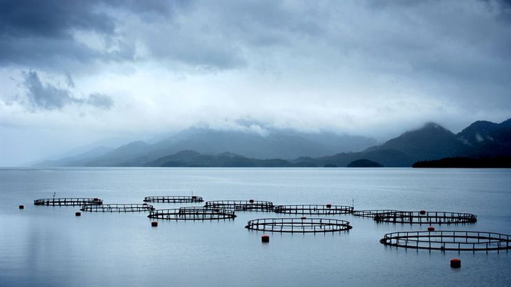 Su Ürünleri İşleme Teknolojisi  2022 Taban Puanları ve Başarı Sıralaması (2 Yıllık)