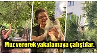 Bağcılar'da Maymun Şaşkınlığı! Mahalle Sakinleri ve Belediyenin İki Saat Süren Çalışmasının Ardından Yakalandı