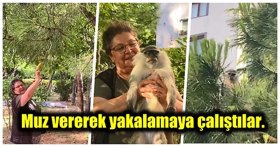 Bağcılar'da Maymun Şaşkınlığı! Mahalle Sakinleri ve Belediyenin İki Saat Süren Çalışmasının Ardından Yakalandı